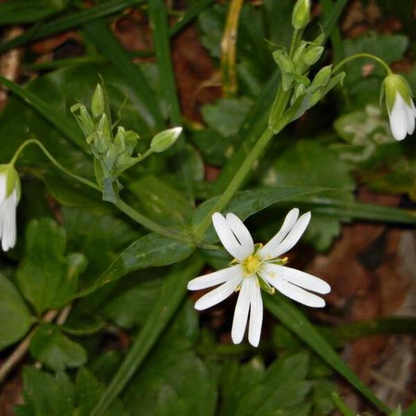 Grote Muur 3 Grote Muur