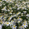 Mongolische Aster -Bloemenzaden Winkel 1577371872 732146 600