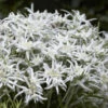 Edelweiss