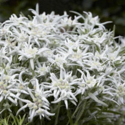 Edelweiss