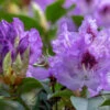 Rododendron