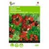 Adonisroosje - Adonis Aestivalis -Bloemenzaden Winkel adonisroosje adonis aestivalis 1646840323 283 600