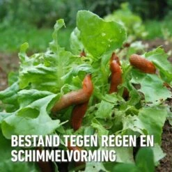 Compo Bio Anti-slakkenkorrels Voor 400 M² - 2 Kg -Bloemenzaden Winkel antislak bio 2 kg 1740479025 4 600