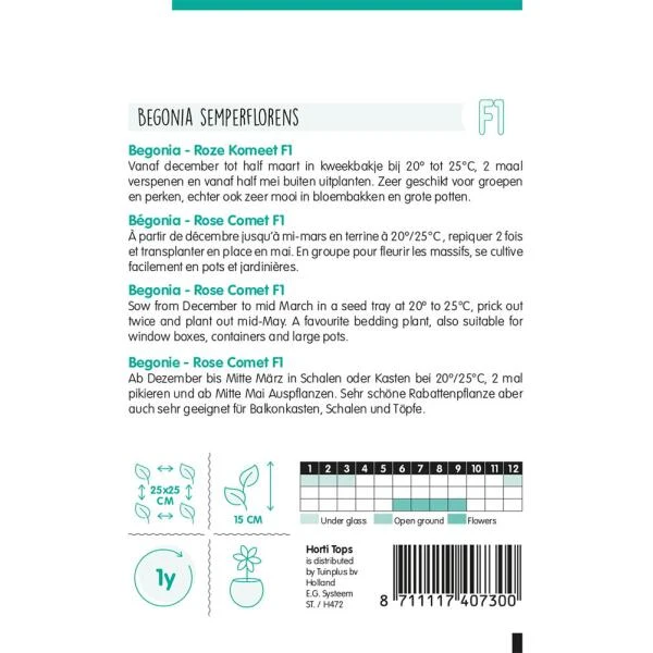 Begonia Rose Comet - Begonia Semperflorens 4 Begonia Rose Comet - Begonia Semperflorens - Afbeelding 2
