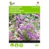 Boerenorchidee Angel Wings - Schizanthus Sinuata Wisetonensis -Bloemenzaden Winkel boerenorchidee angel wings schizanthus sinuata wisetonensis 1646840330 431 600