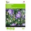 Campanula Carpatica (blauw Karpatenklokje) -Bloemenzaden Winkel campanula carpatica blauw karpatenklokje 1646840336 533 600