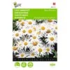 Chrysanthemum Maximum Nanum Silver Princess -Bloemenzaden Winkel chrysanthemum maximum nanum silver princess 1646840336 535 600