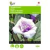 Doornappel - Datura Metel -Bloemenzaden Winkel doornappel datura metel 1646840345 706 600