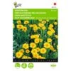 Gele Ganzebloem - Chrysanthemum Segetum -Bloemenzaden Winkel gele ganzebloem chrysanthemum segetum 1646840326 325 600