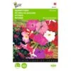 Hangpetunia - Petunia Pendula -Bloemenzaden Winkel hangpetunia petunia pendula 1646840330 423 600