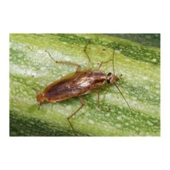 Kakkerlakkenval XL + Lokstof - Set Van 4 Stuks -Bloemenzaden Winkel kakkerlakkenval xl lokstof 1499689639 3 600