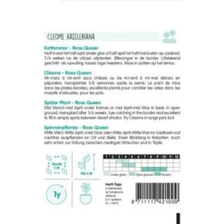 Bloemenzaden Winkel -Bloemenzaden Winkel kattensnor rose queen cleome spinosa ht 1646840358 1013 600