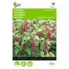 Kattenstaartamarant - Amaranthus Caudatus -Bloemenzaden Winkel kattenstaartamarant amaranthus caudatus 1646840324 291 600