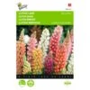 Lupinus Polyphyllus Minarette -Bloemenzaden Winkel lupinus polyphyllus minarette 1646840336 553 600