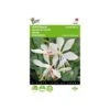 Prachtkaars - Gaura Sparkle White