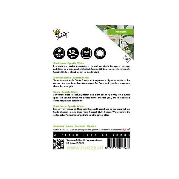 Prachtkaars - Gaura Sparkle White 4 Prachtkaars - Gaura Sparkle White - Afbeelding 2