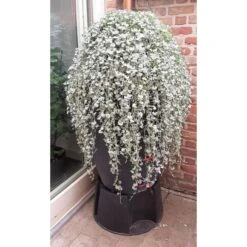 Regenton Antraciet - 360 Liter -Bloemenzaden Winkel regenton antraciet 360 liter 1566069314 1 600