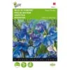 Reukerwt Royal Family Blauw - Lathyrus Odoratus -Bloemenzaden Winkel reukerwt royal family blauw lathyrus odoratus 1646840329 393 600