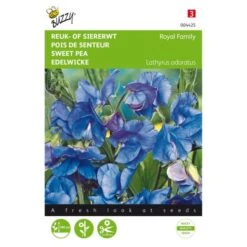 Reukerwt Royal Family Blauw - Lathyrus Odoratus
