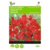 Reukerwt Royal Family Rood - Lathyrus Odoratus -Bloemenzaden Winkel reukerwt royal family rood lathyrus odoratus 1646840328 387 600