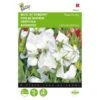 Reukerwt Royal Family Wit - Lathyrus Odoratus 1 Reukerwt Royal Family Wit - Lathyrus Odoratus -Bloemenzaden Winkel reukerwt royal family wit lathyrus odoratus 1646840329 391 600