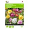 Strobloem - Helichrysum Bracteatum -Bloemenzaden Winkel strobloem helichrysum bracteatum 1646840328 371 600