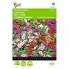 Vlijtig Liesje Nana Baby - Impatiens Walleriana -Bloemenzaden Winkel vlijtig liesje nana baby impatiens walleriana 1646840328 375 600