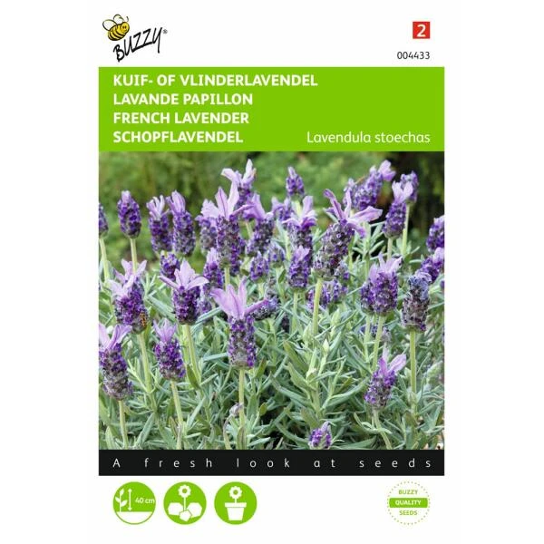 Vlinderlavendel Sancho Panza - Lavandula Stoechas 3 Vlinderlavendel Sancho Panza - Lavandula Stoechas