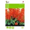 Vuursalie Sint Jansvuur - Salvia Splendens -Bloemenzaden Winkel vuursalie sint jansvuur salvia splendens 1646840330 429 600