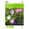 Winde Purper - Ipomoea Purpurea -Bloemenzaden Winkel winde purper ipomoea purpurea 1646840328 377 600