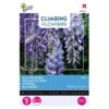 Wisteria Blauw (Klimmer) 1 Wisteria Blauw (Klimmer) -Bloemenzaden Winkel wisteria blauw klimmer 1646840341 653 600