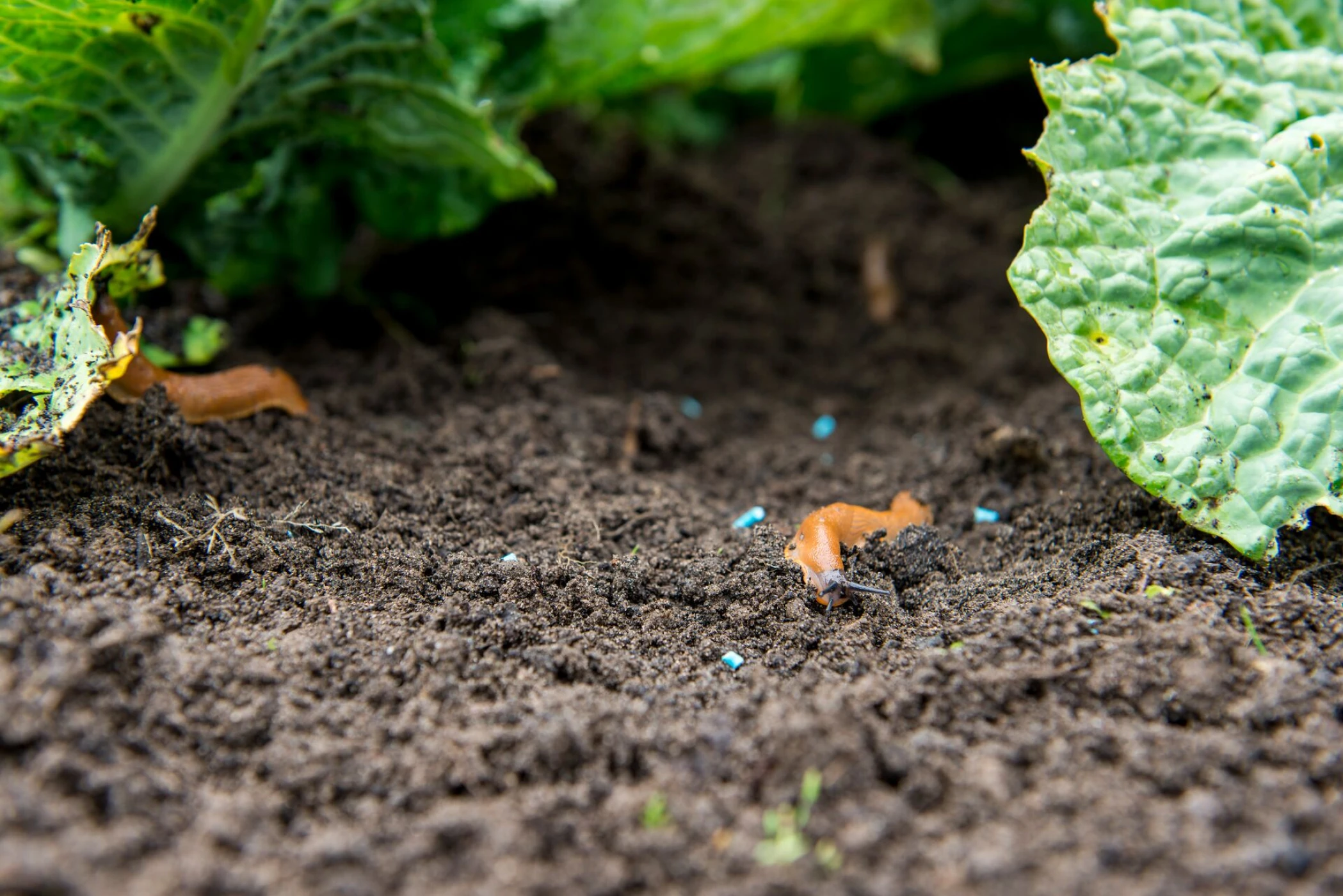 Bloemenzaden Winkel -Bloemenzaden Winkel Large Slakken 0785