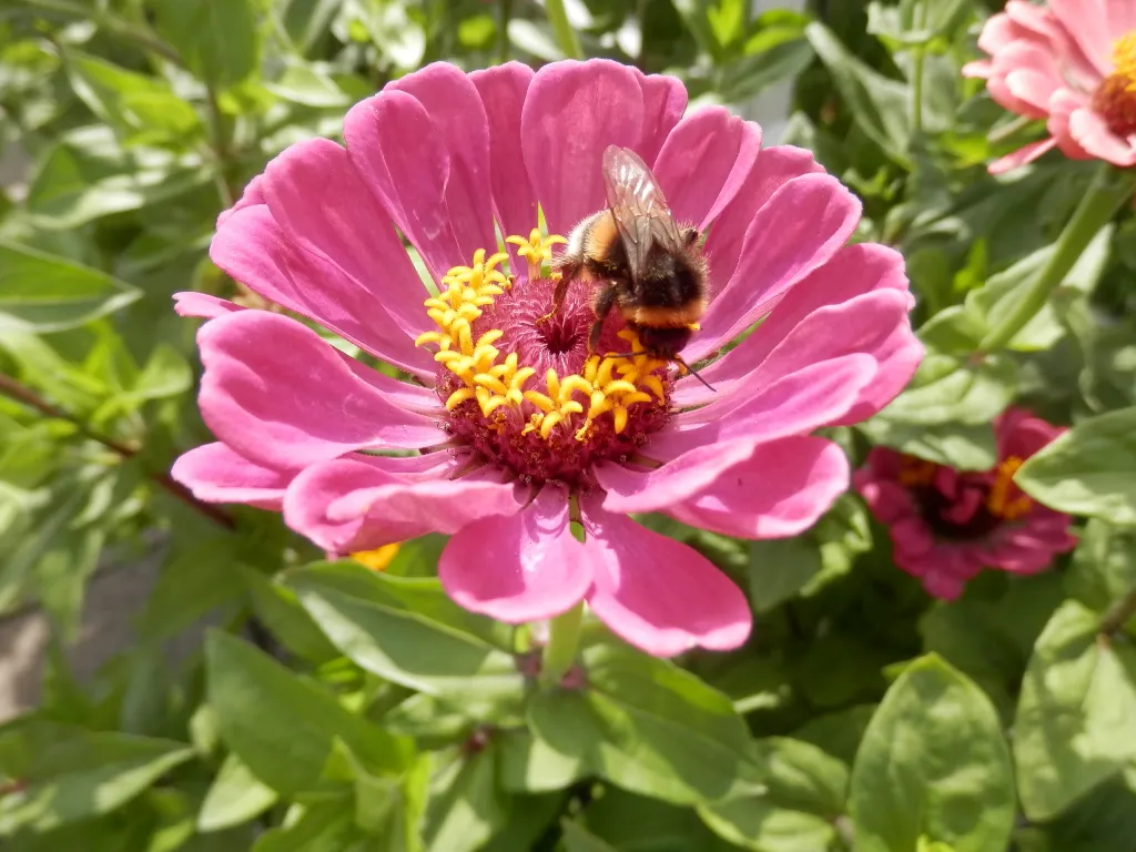 Bloemenzaden Winkel -Bloemenzaden Winkel P7193622
