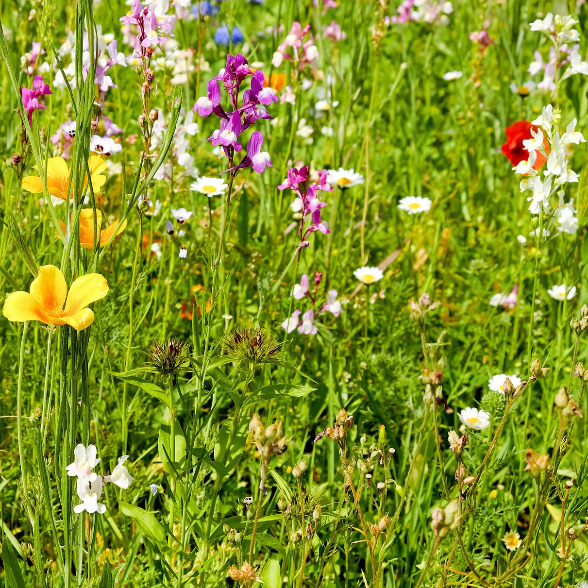Bloemenzaden Winkel -Bloemenzaden Winkel bloemenweide met gras