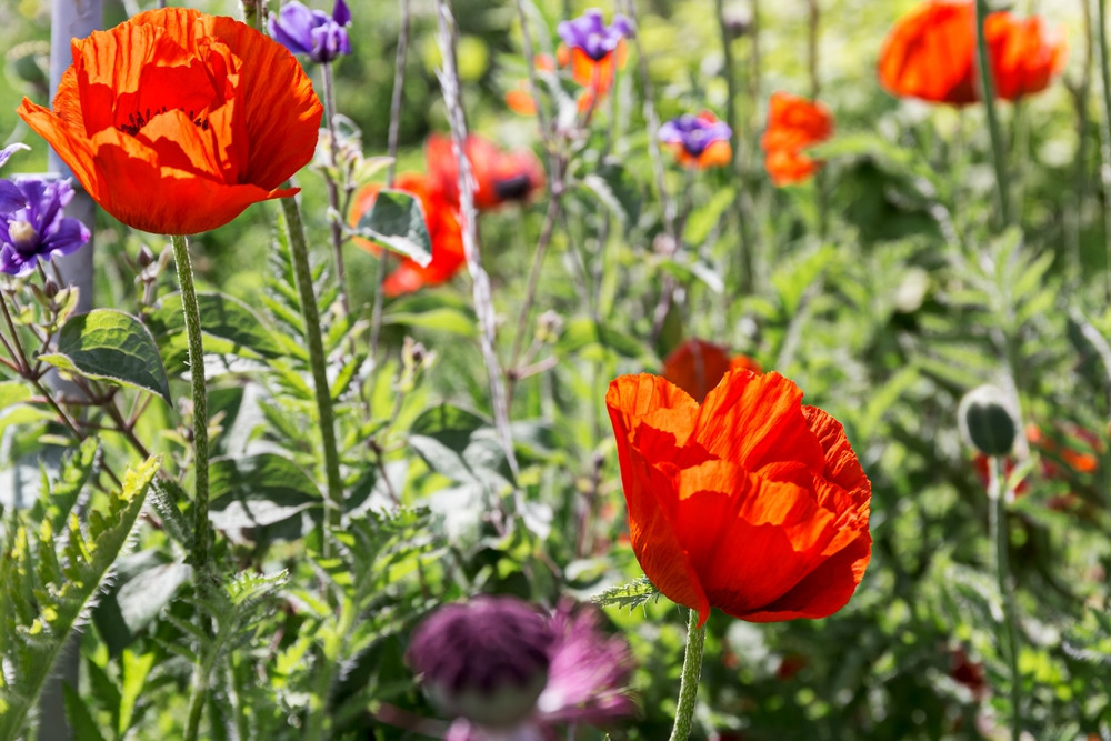 Bloemenzaden Winkel -Bloemenzaden Winkel wilde bloemenzaden in je tuin